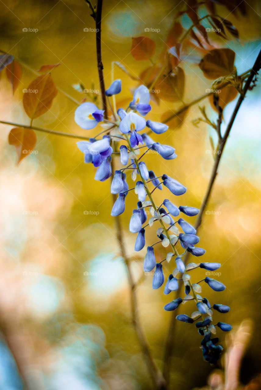 Wisteria plant