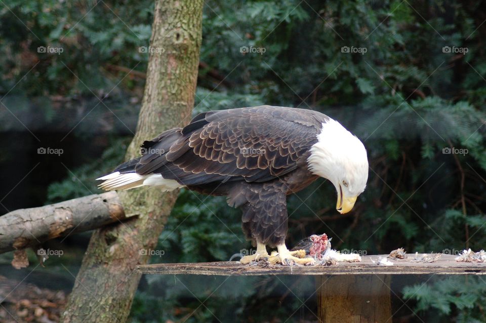 Eagle Feasting on . American Bald Eagle having lunch