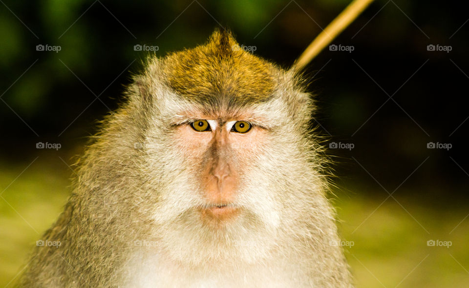 Crab-eating macaque (Macaca fascicularis)_Ubud_Bali