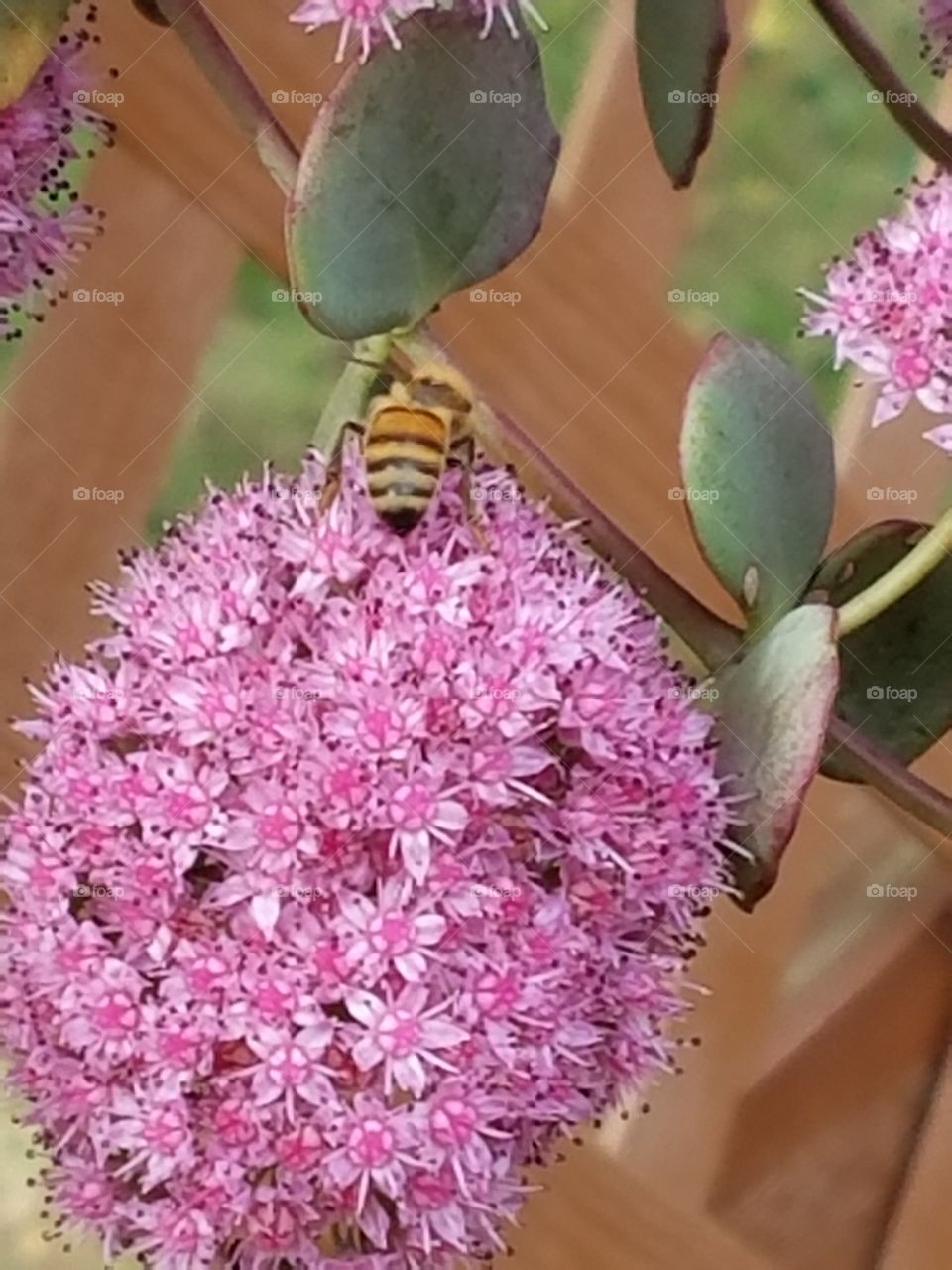 bee on a flower