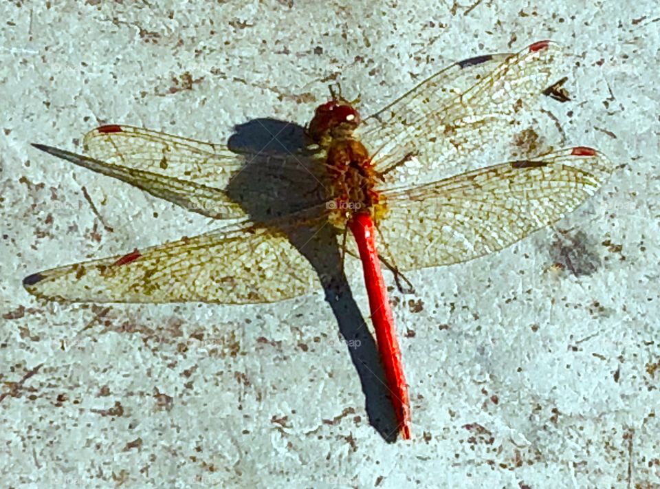 Gorgeous dragonfly ❤️❤️