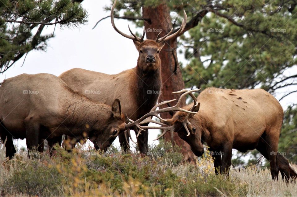 Beautiful brown colour deer