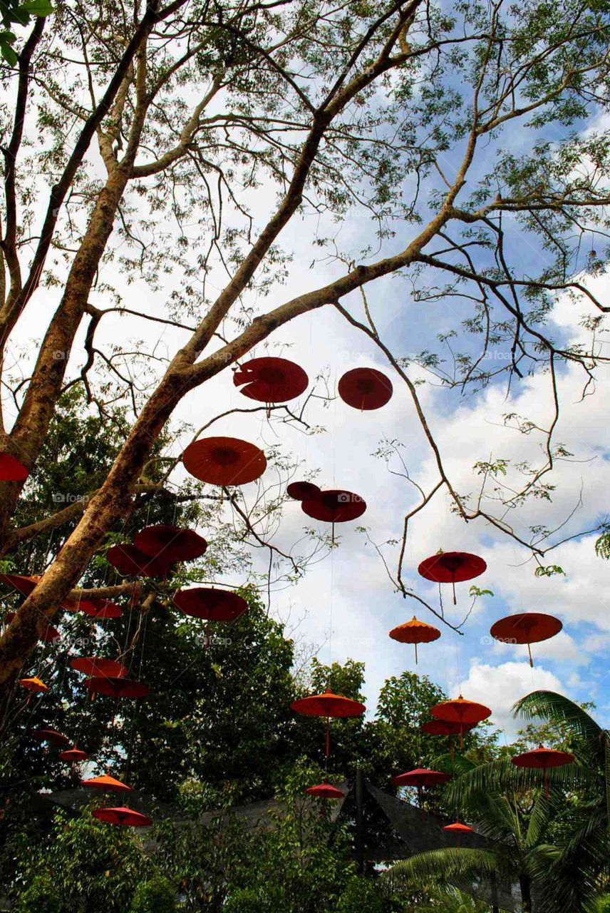 umbrellas. floating on air