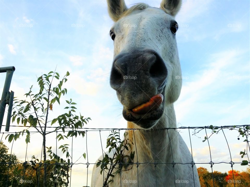 Low angle view of a horse