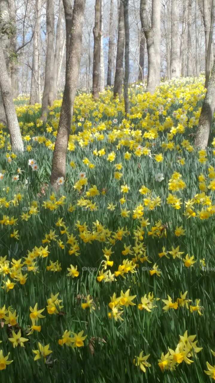 daffodils on a hill