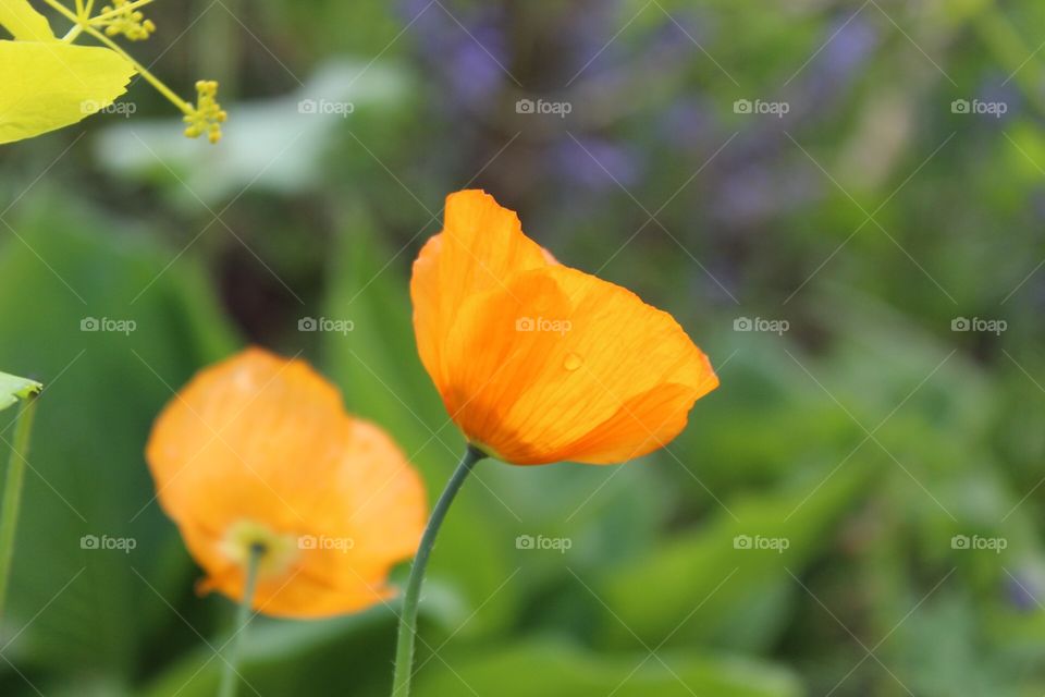 Orange poppy 