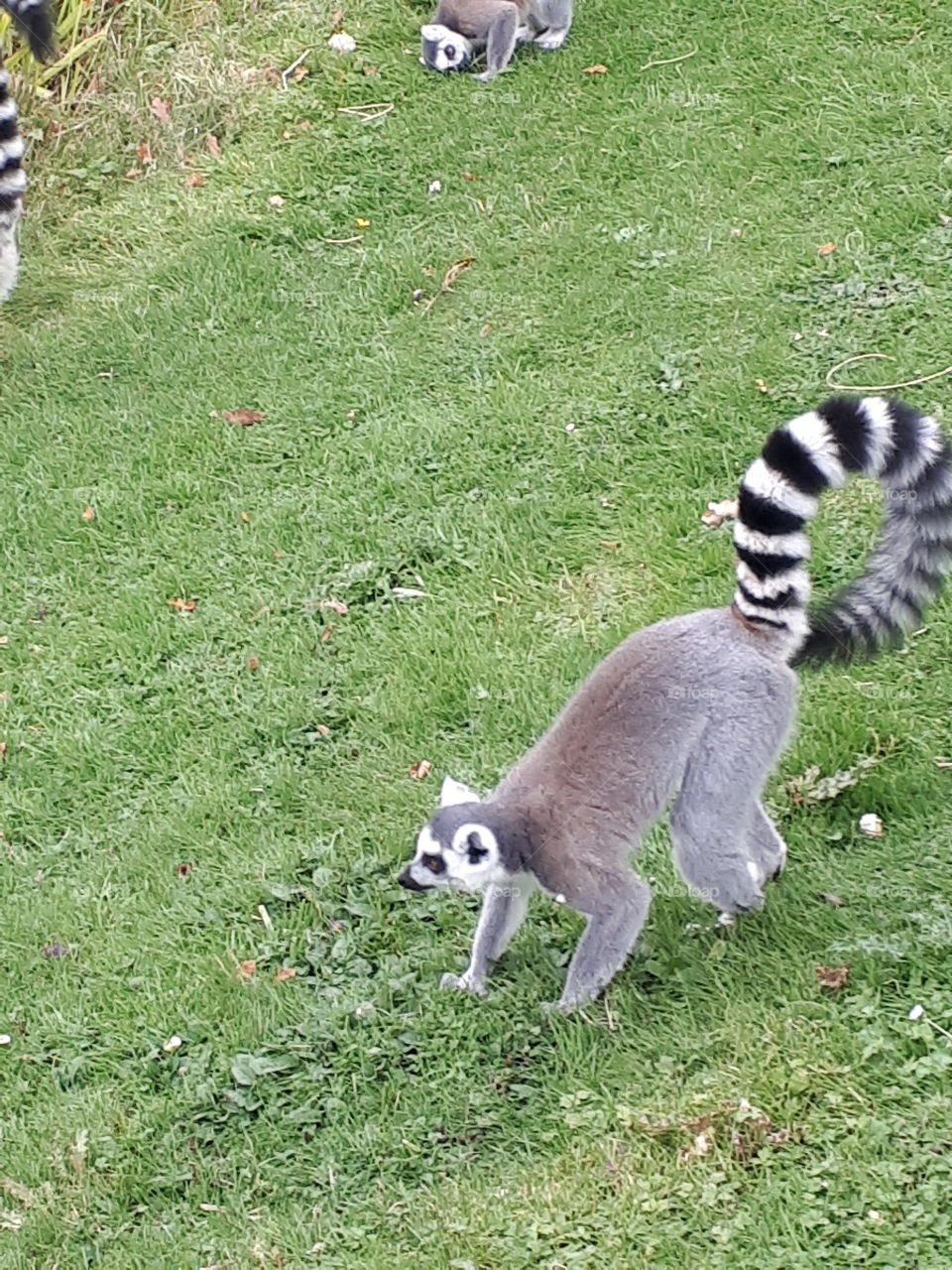 Mammal, Grass, Nature, Animal, Zoo