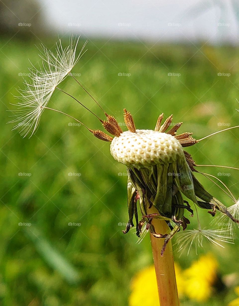 Dandelion seeds