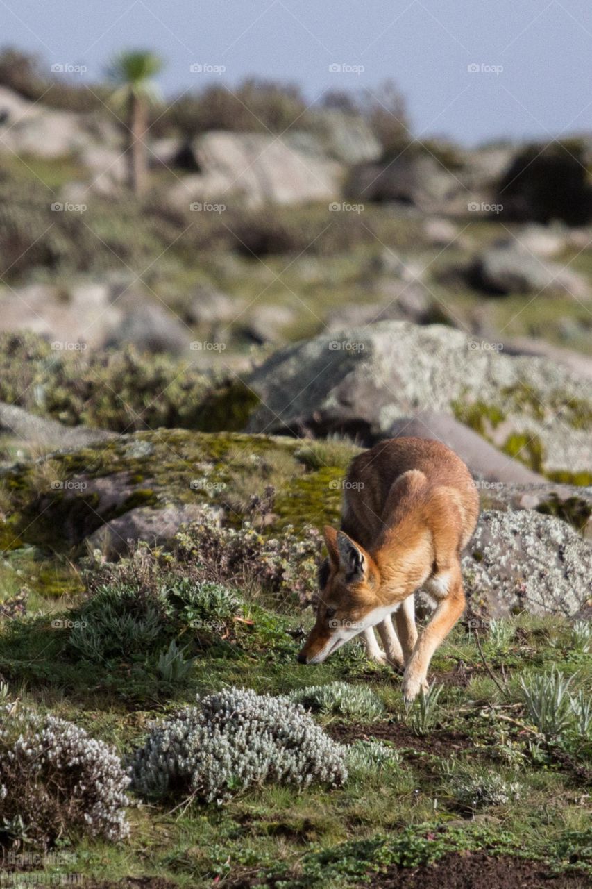 Ethiopian wolf 18