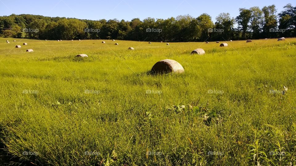 Haybales in agriculture fields