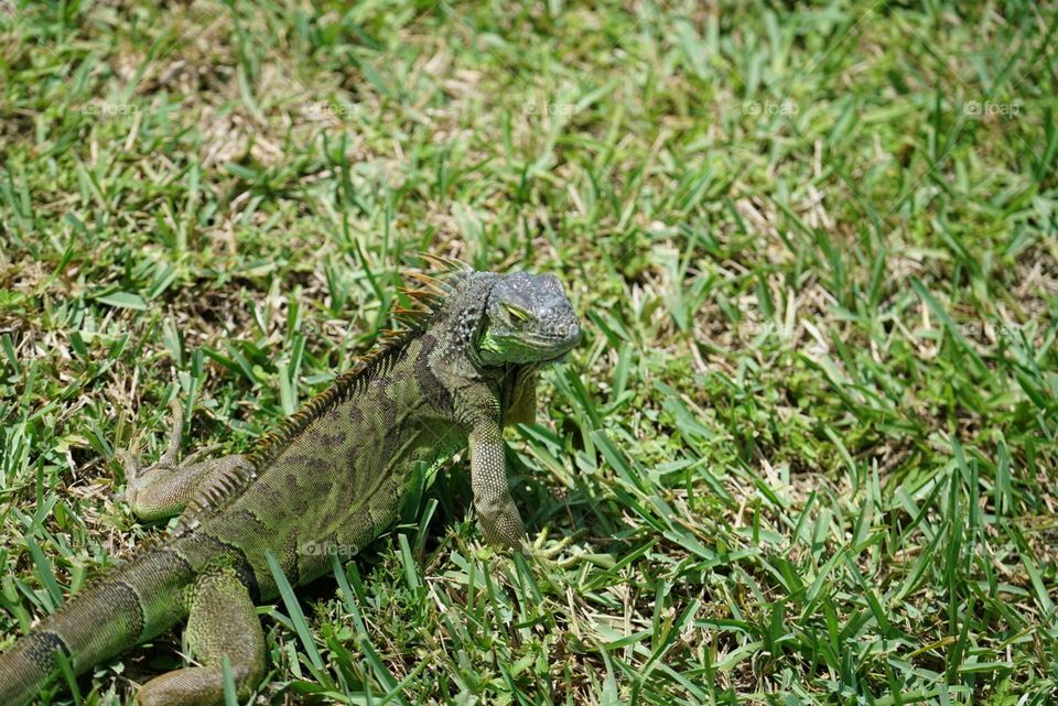 Reptile’s in my garden