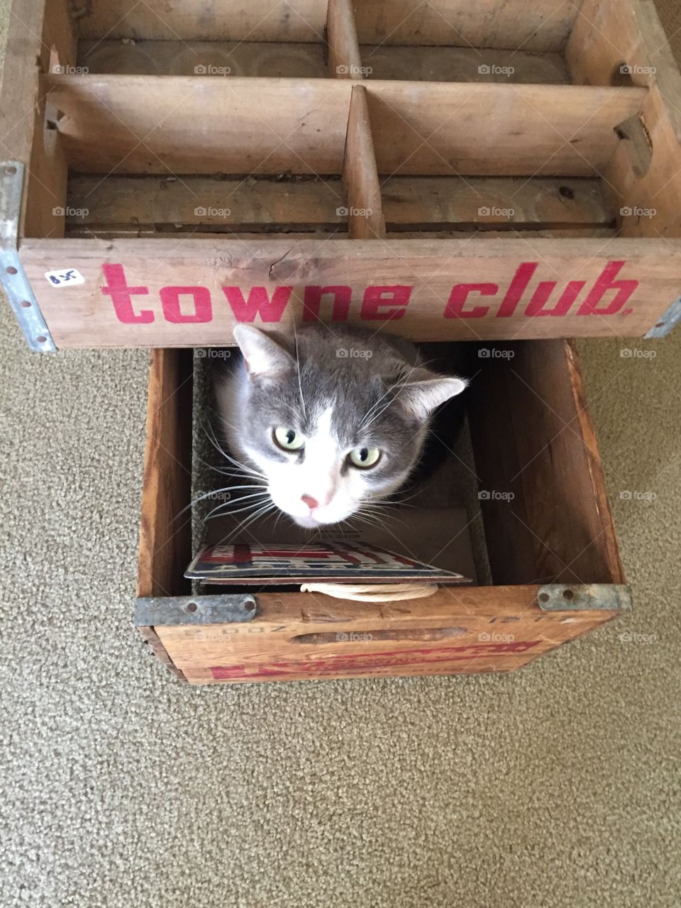a gray and white cat in between two vintage soda boxes. one towne club