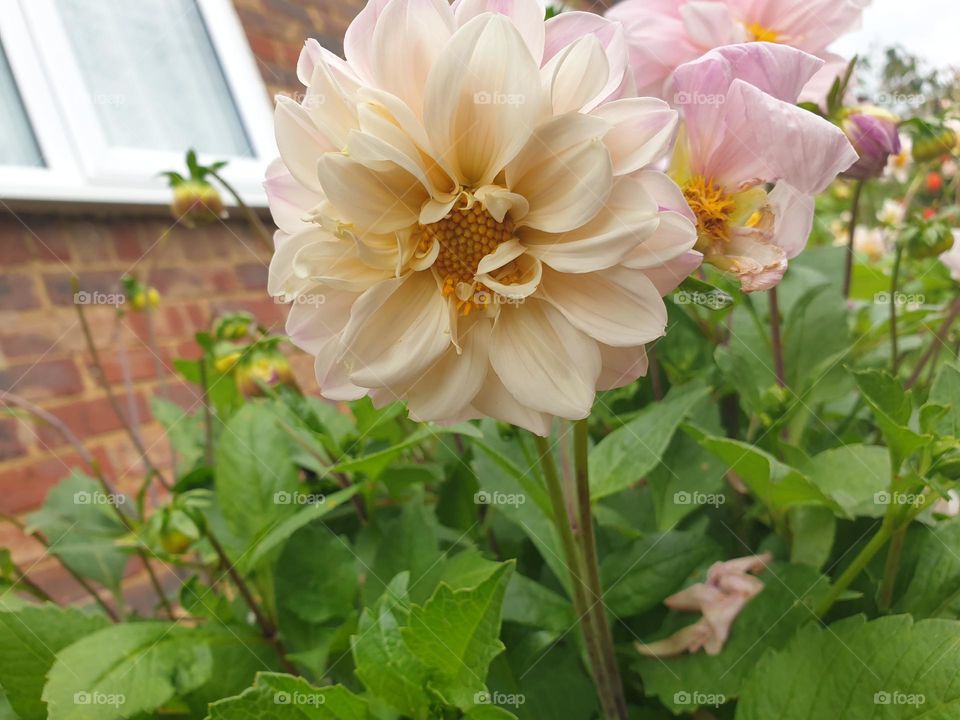 garden dahlia in bloom