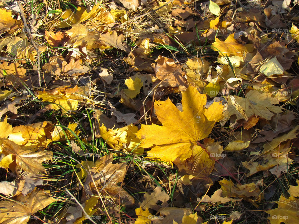 Directly above shot of autumn leaves on grass