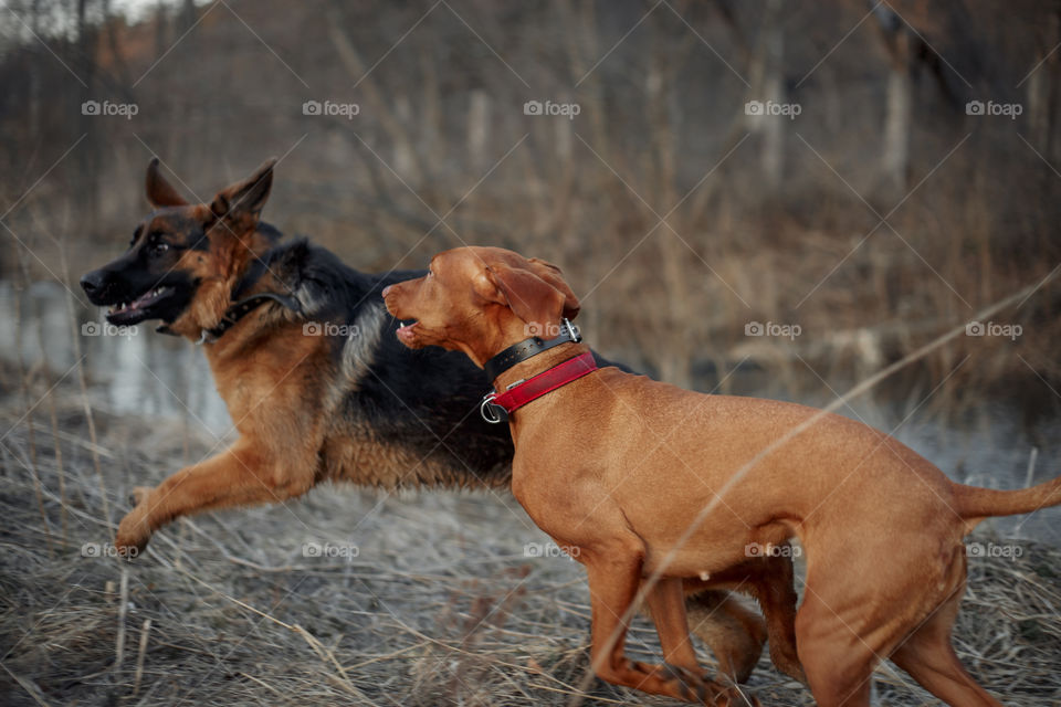 German shepherd young male dog playing with Hungarian vizsla dog outdoor at a spring evening