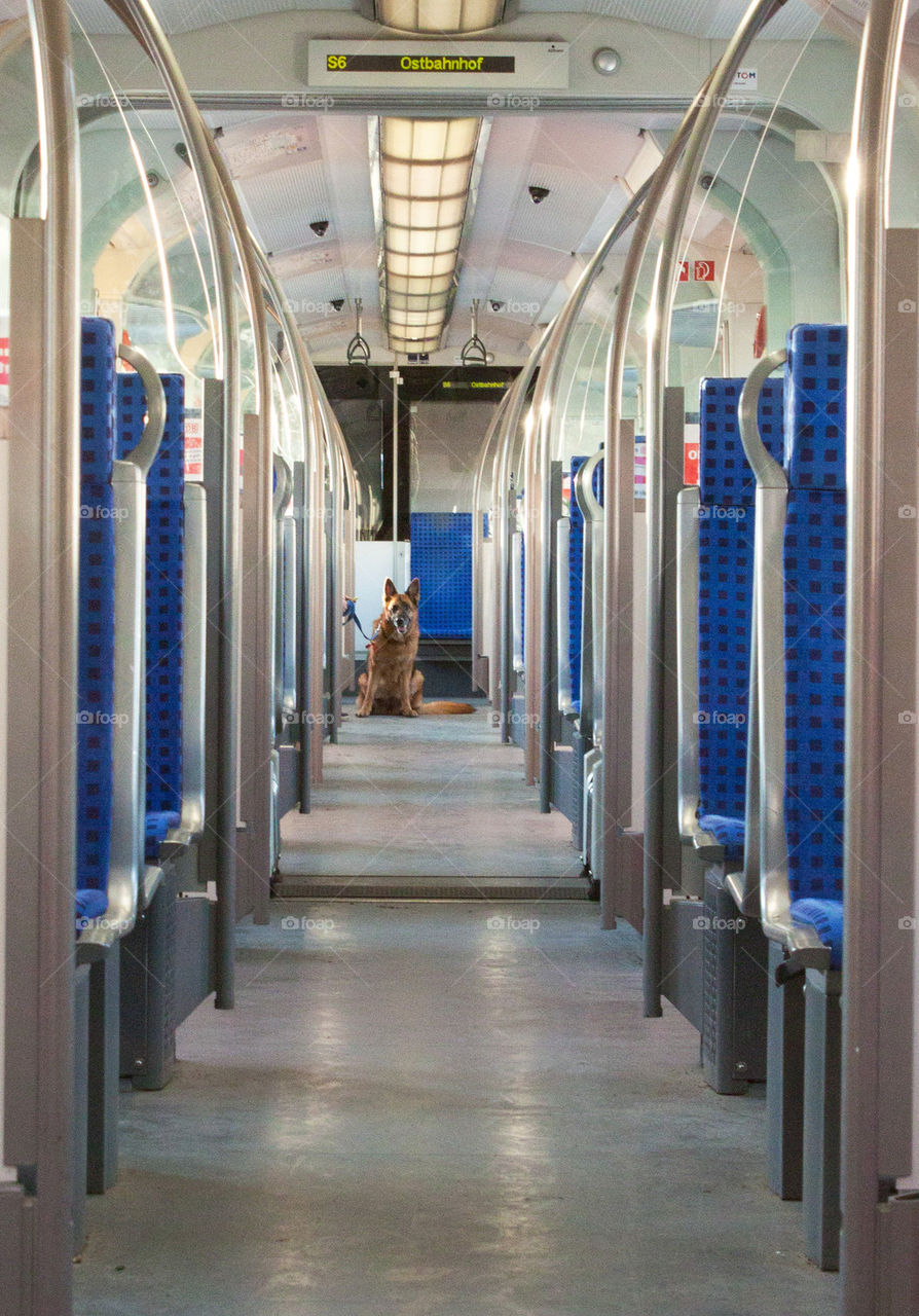 Dog on train