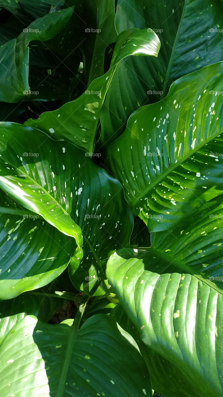 ВІДХОДЖЕННЯ, ЛИШЕ З МЕНЮ - НІКОЛИ НЕ МОЖЕ, БУШ, РОСЛІНИ, САД, ОРХАРД.