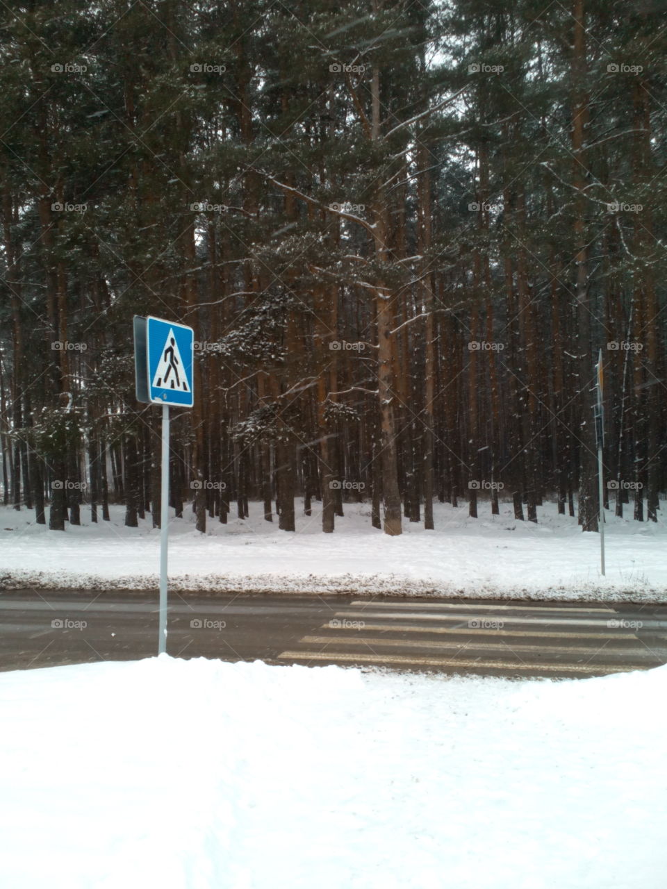 Snow, Winter, Frost, Tree, Wood