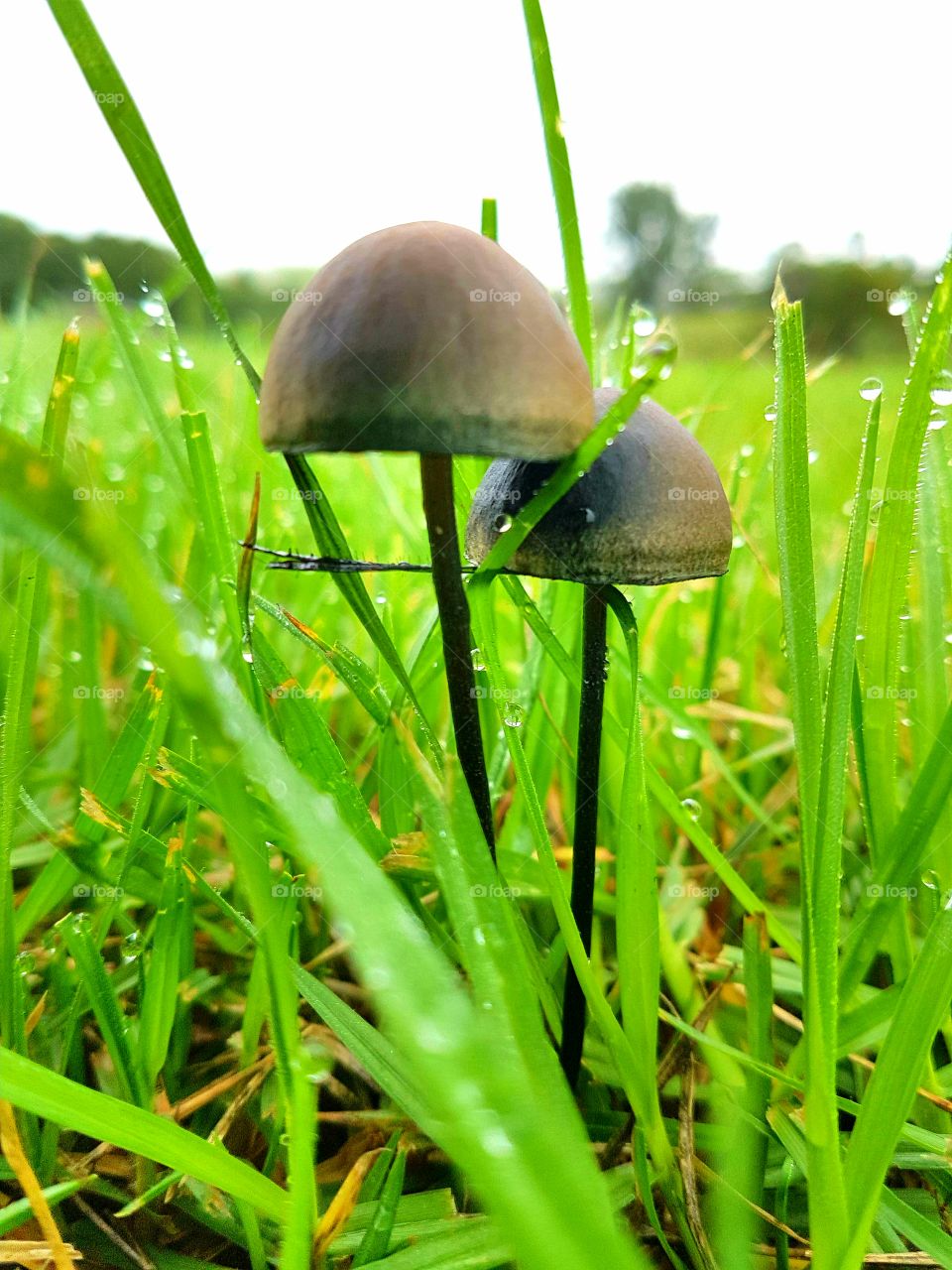 black toadstools in the morning dew