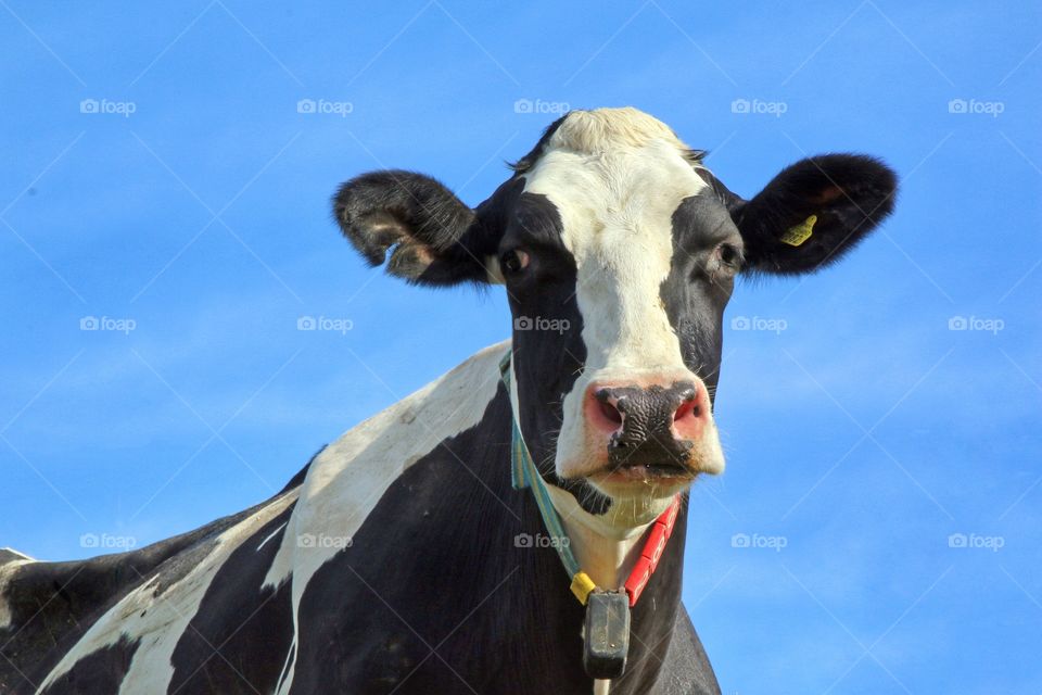 Black and white swedish cow from a low angle with blue sky as background