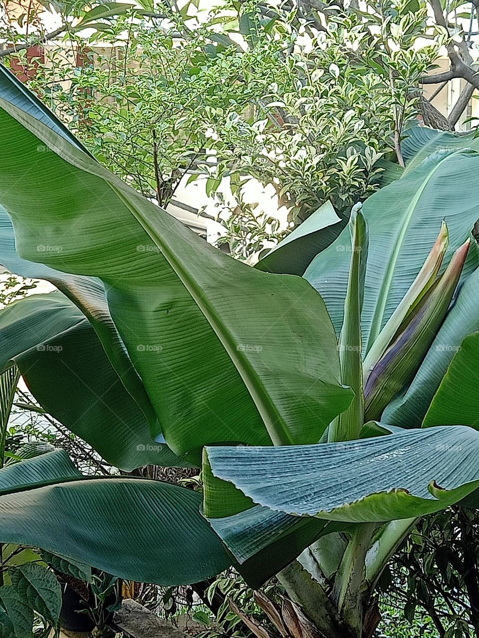 my banana tree