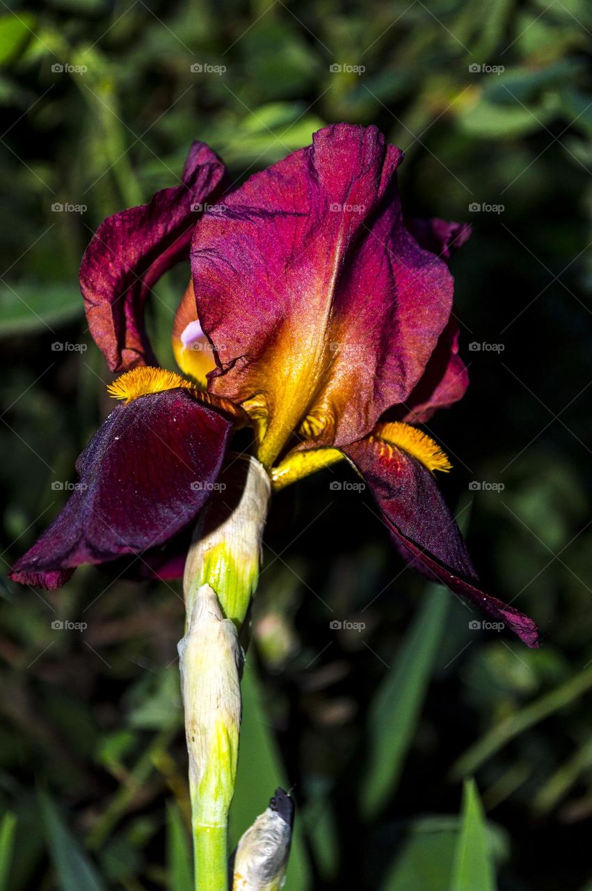 Iris