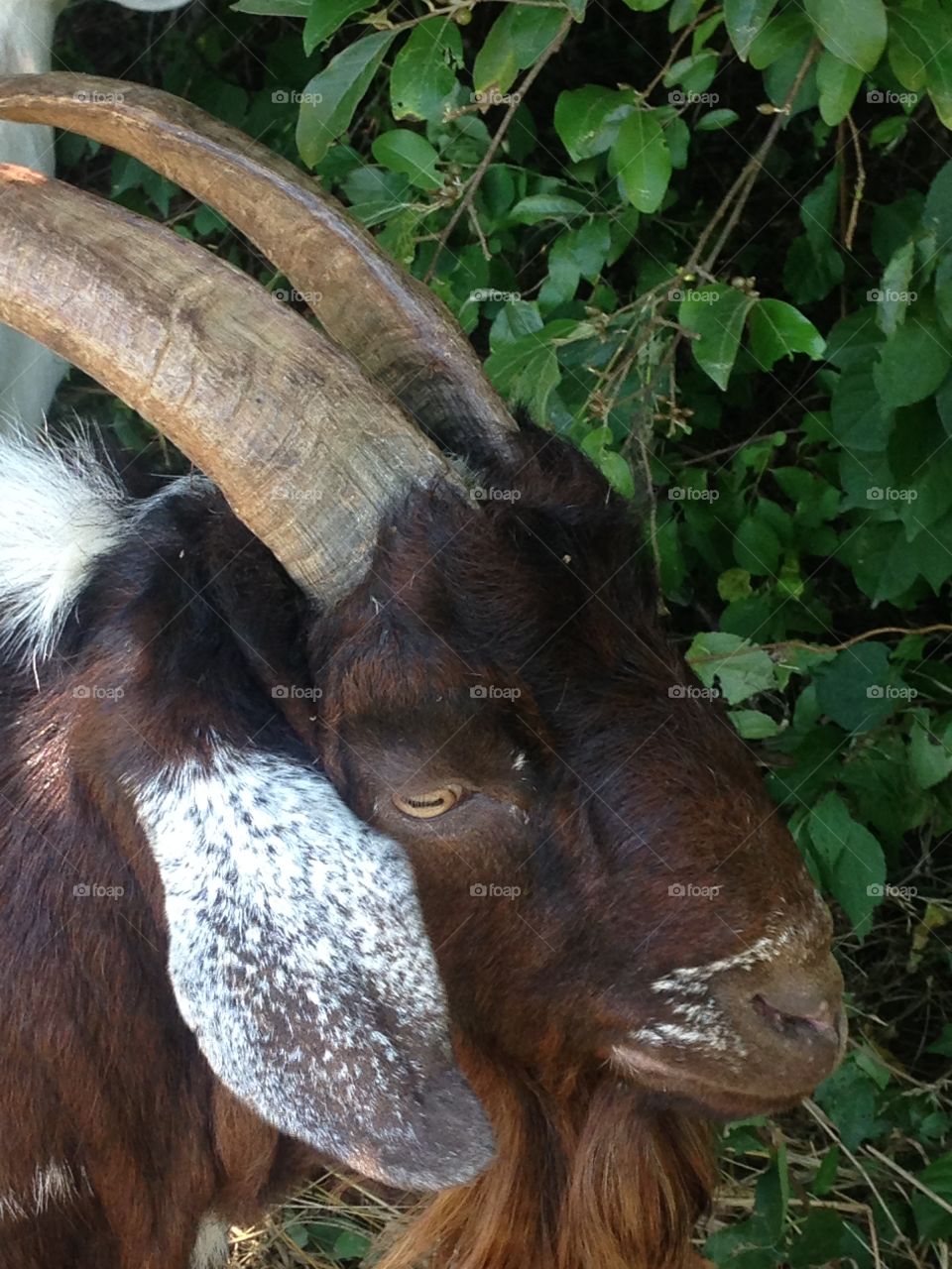 Closeup of a goat