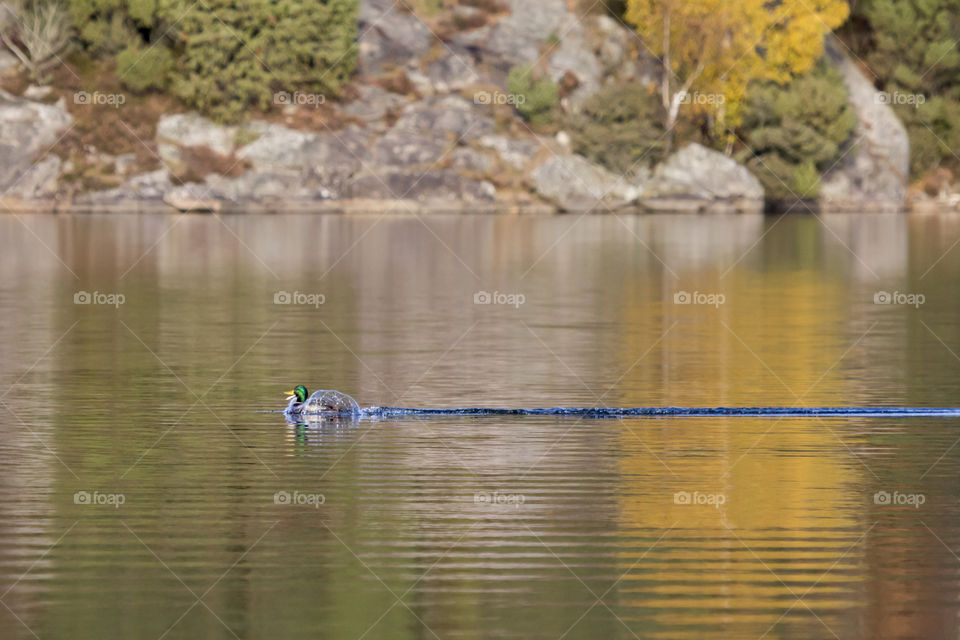 Autumn - happy mallard duck swimming - glad anka simmar