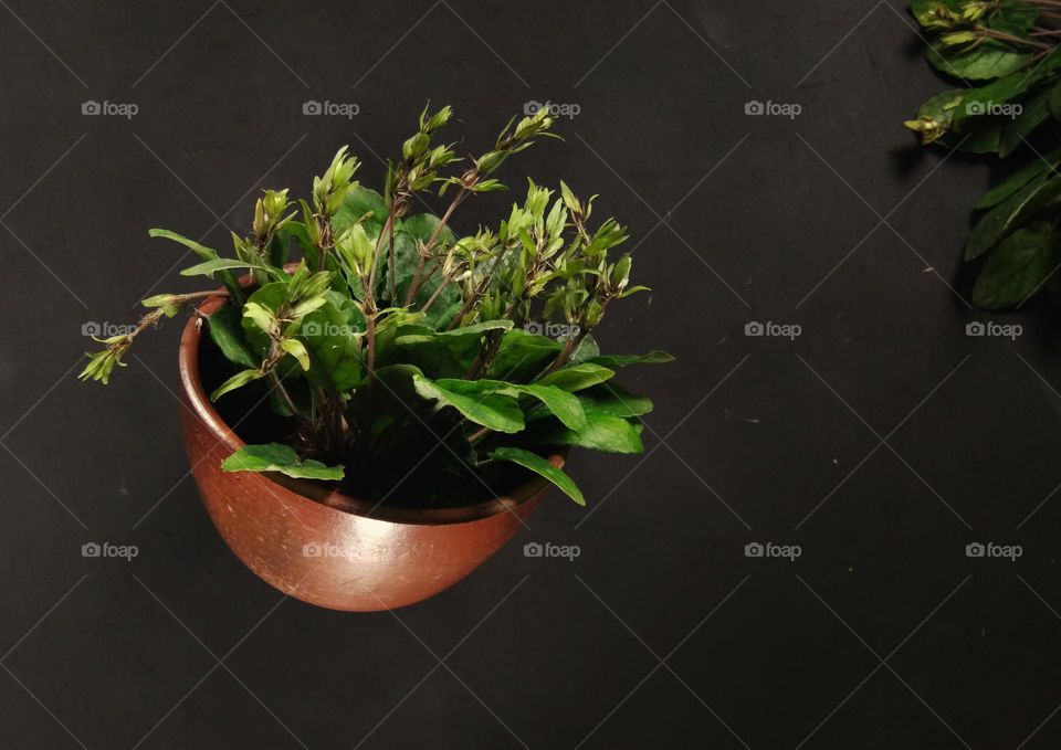 blooming on the clay pot