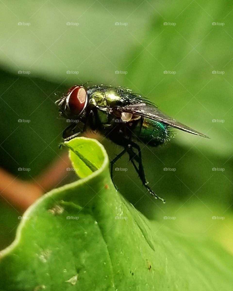 Green fly on a leaf