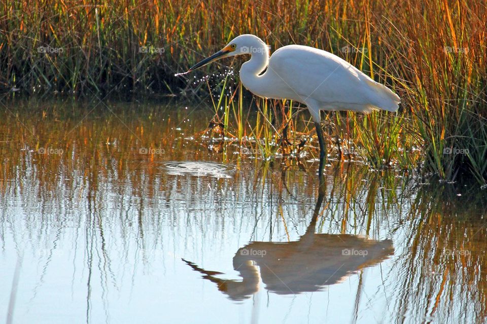 Snowy egret