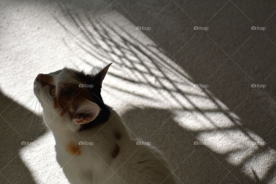 cat pet in the solar light and shadows