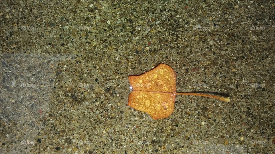 Wet Leaf