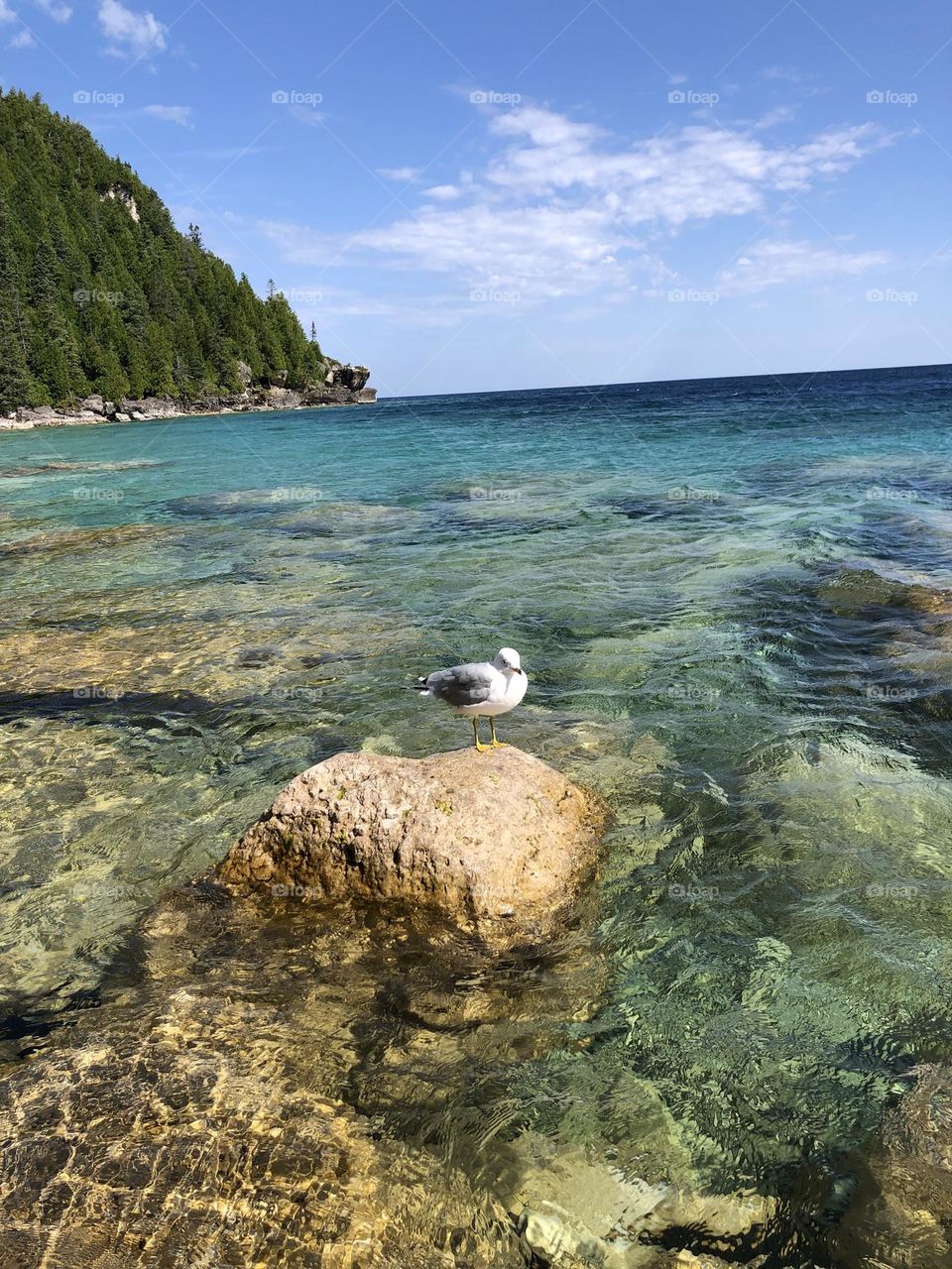 Bird over a rock on the crystalline water