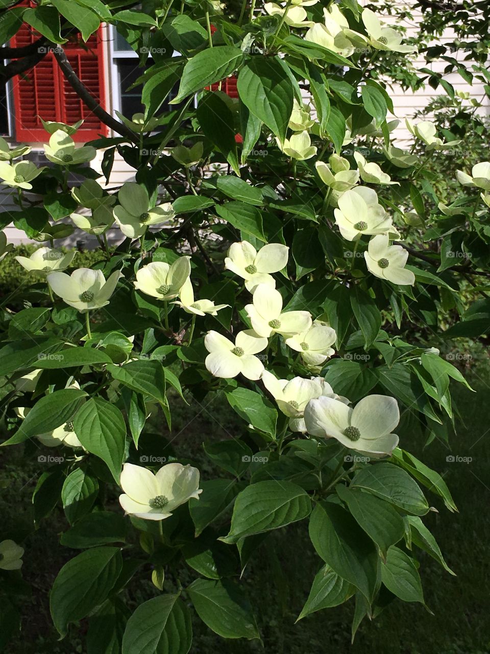 Kousa Dogwood 