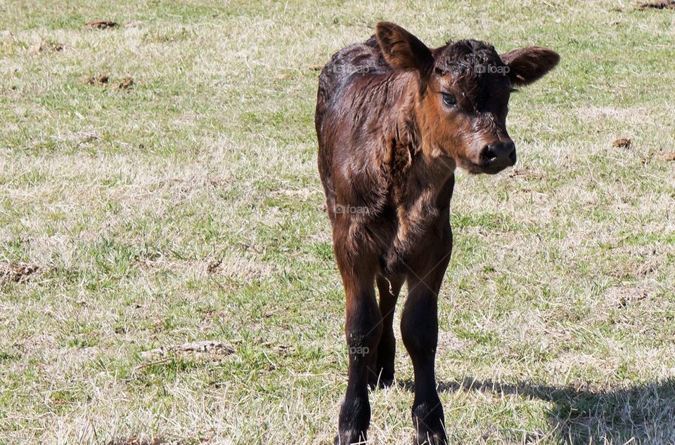 Newborn calf, Spring is here