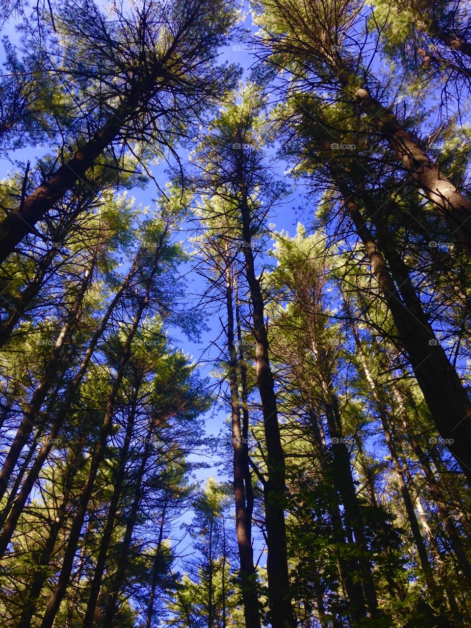 Pine trees 