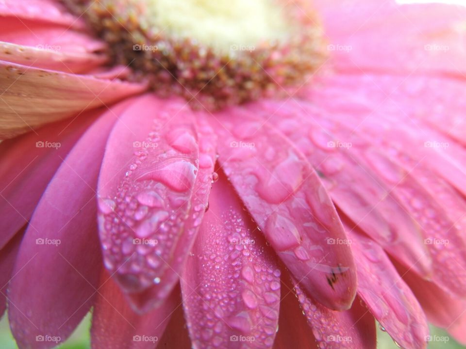 Dew on the daisy