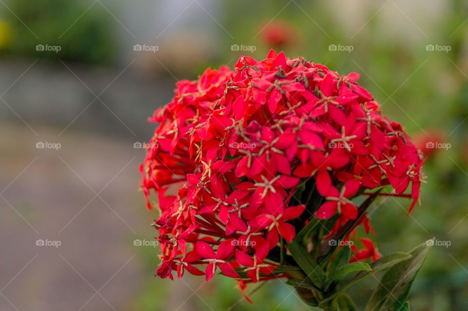 Flower red