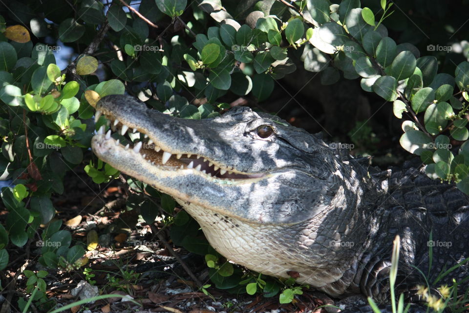 Smiling alligator closeup