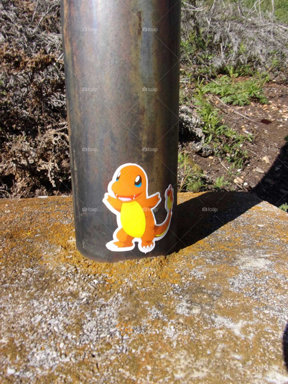 Pokemon in real life