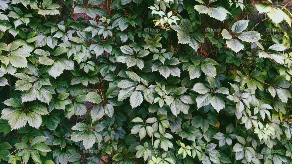 green leaves