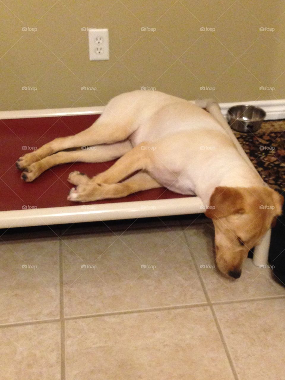 Napping Golden Lab