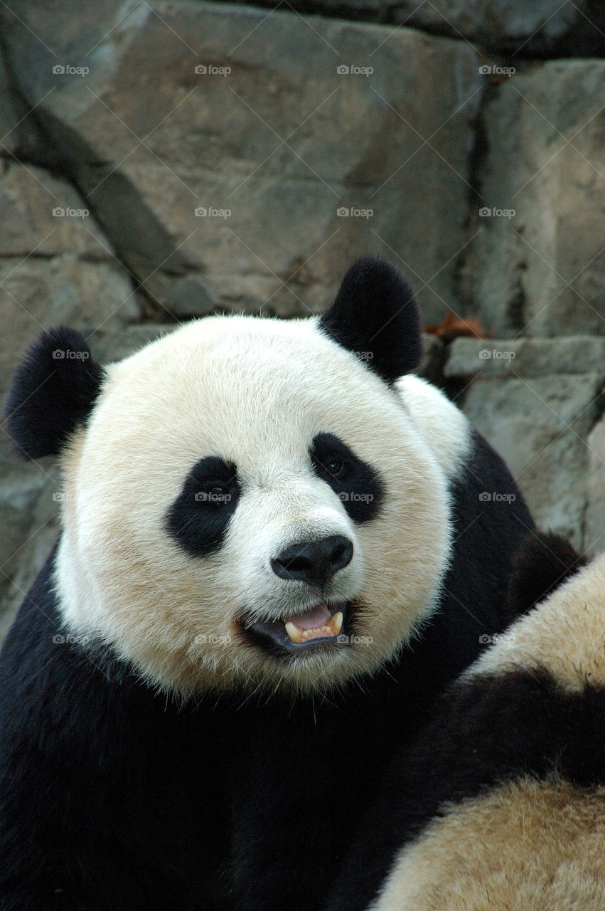 Panda Bear