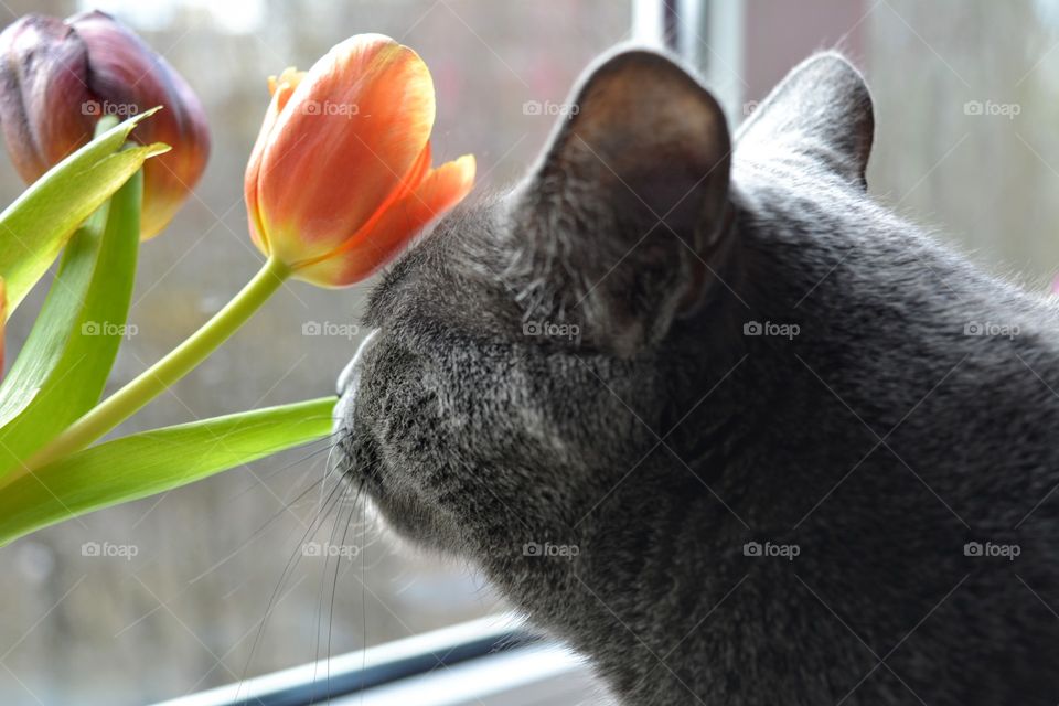 spring flowers tulips and cat pet on a window