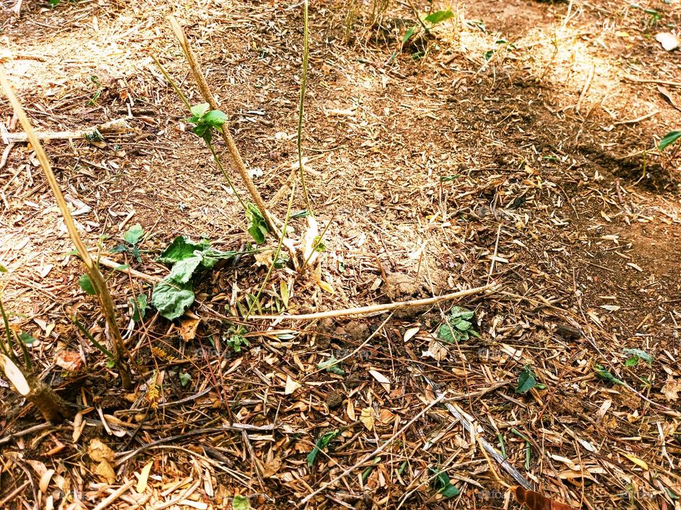 Can you find an animal in this photo? In nature, the most fragile are the most adaptable