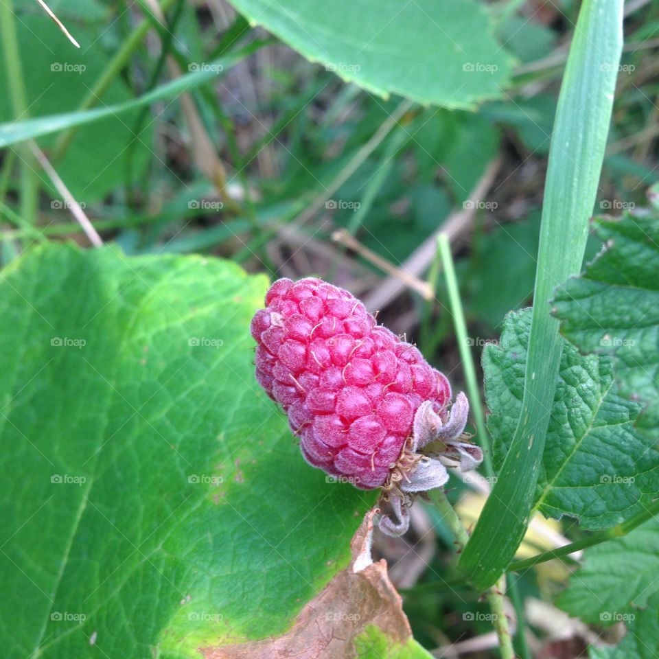 Raspberry in summer