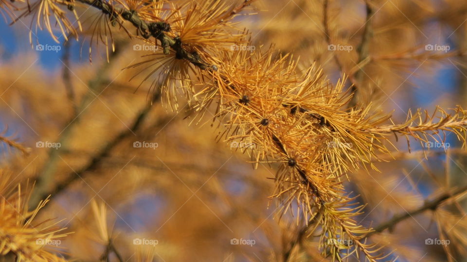 Tree in the sun