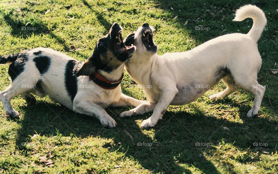 Howling. Are they howling or just playing? 