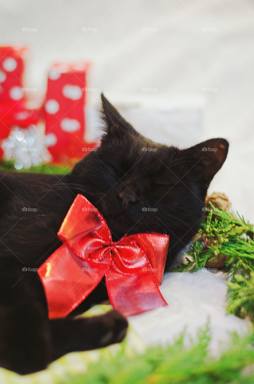 Background of the black cat with green eyes sitting and relaxing near Christmas decorations and pine branches at home. Christmas card. Winter card.